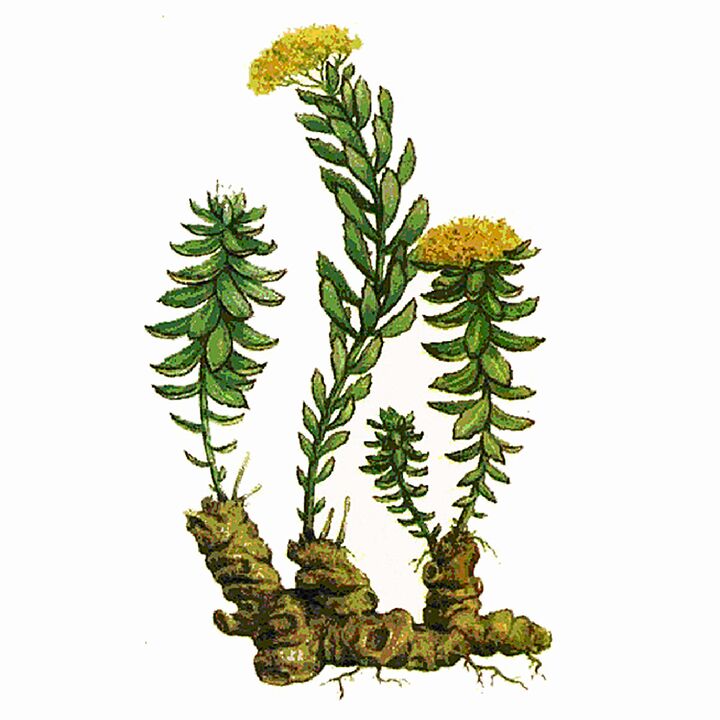Ekstrakt Rosela Rhodiola w ramach gigantycznego żelu